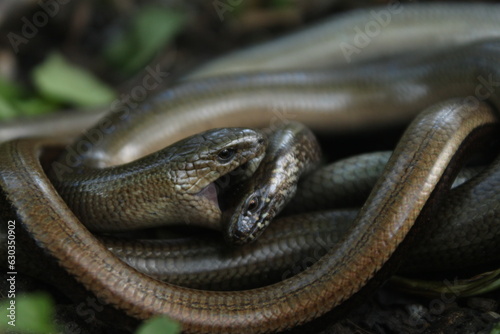 Obraz na płótnie legless lizards mating