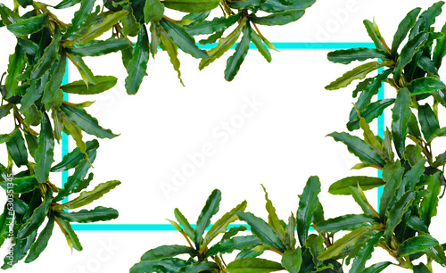 Aquatic plants leaves nature frame layout of green leaf native bucephalandra wavy with blue frame on white background.