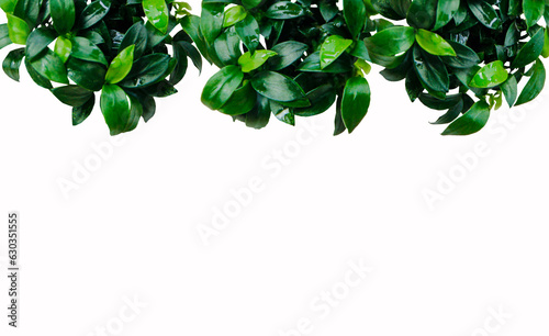Anubias nana petite leaves aquatic foliage plant bush nature backdrop on white background