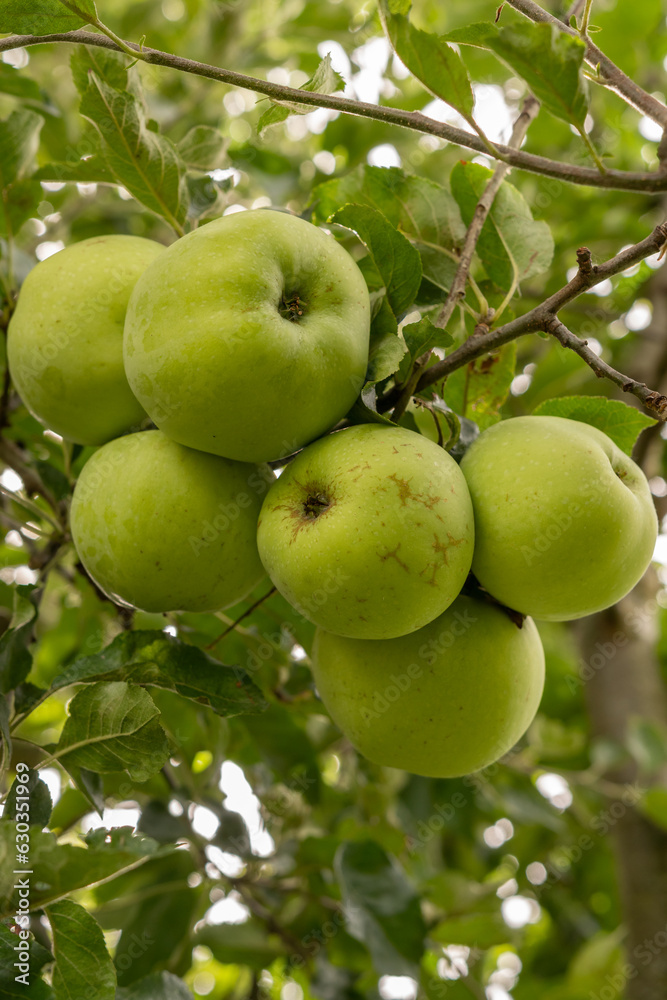 Apfel am Baum - Apfelbaum