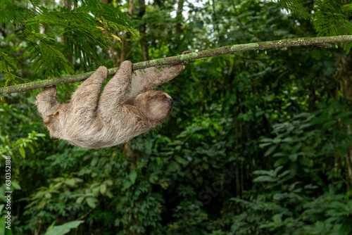 Brown-throated three-toed sloth  (Bradypus variegatus) on tree, Costa Rica - stock photo © Amaiquez