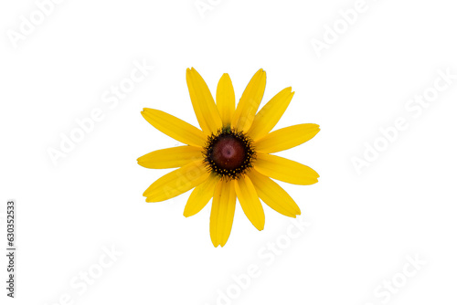 yellow daisy flower isolated