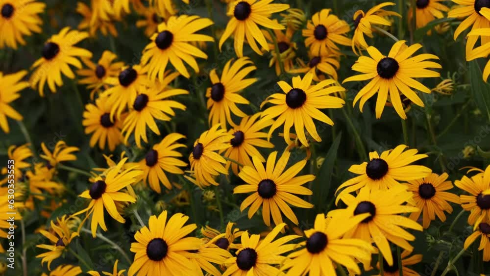 Close-up view of African daisies growing in a meadow Close-up view of African daisies growing in a meadow