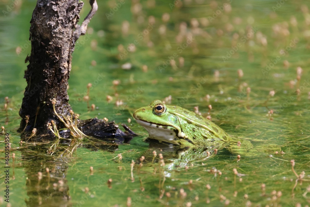 Vivid green frog perched in a shallow body of water near a small branch.