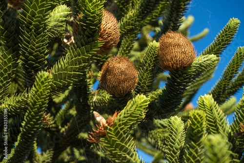 Close up of a shoot with a cone Monkey puzzle tree photo