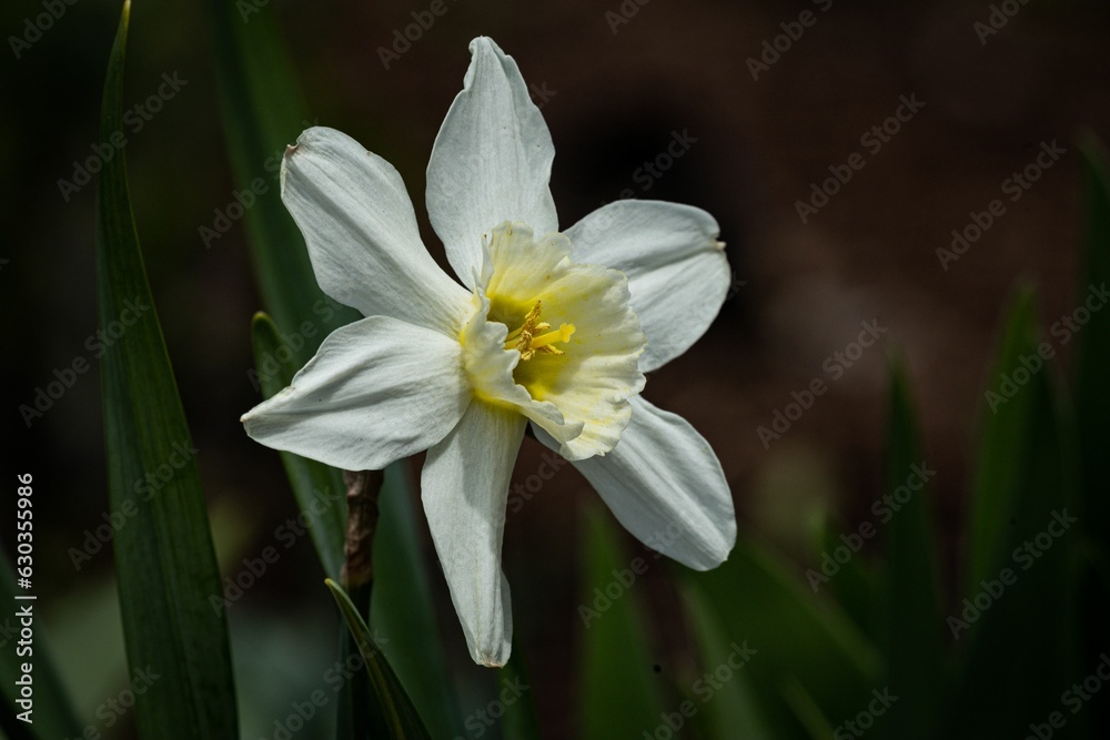 there is a white flower that is growing in the grass there is a white flower that is growing in the grass