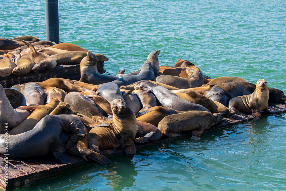 Fototapeta premium sea lions at the pier