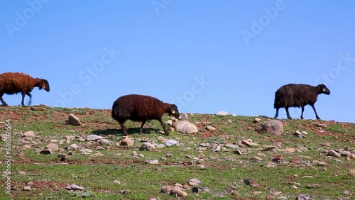 herd of sheep grazing