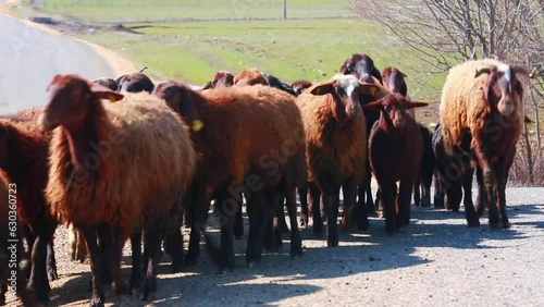goats on the farm. herd of goats.