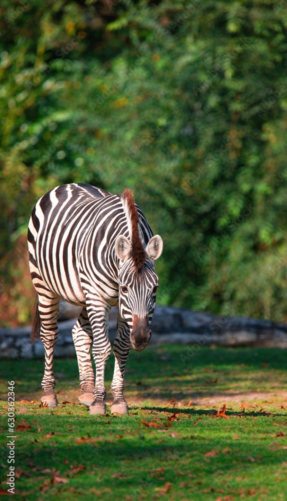 Fototapeta premium Beautiful zebra standing in a lush grassy field surrounded by tall trees on a sunny day