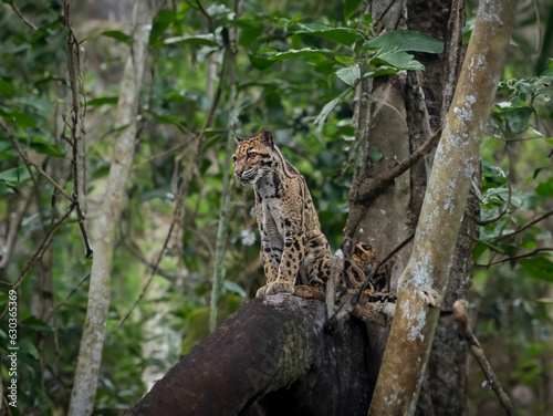 Spotted leopard perched atop a tree branch in a lush forest setting