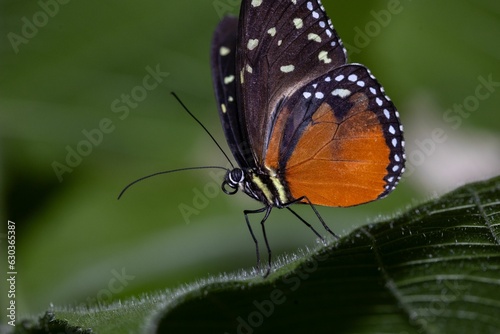 Closeup of a tithorea butterfly on leaves in a field with a blurry background photo