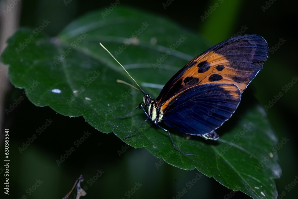 Closeup of a tithorea butterfly on leaves in a field with a blurry background Closeup of a tithorea butterfly on leaves in a field with a blurry background