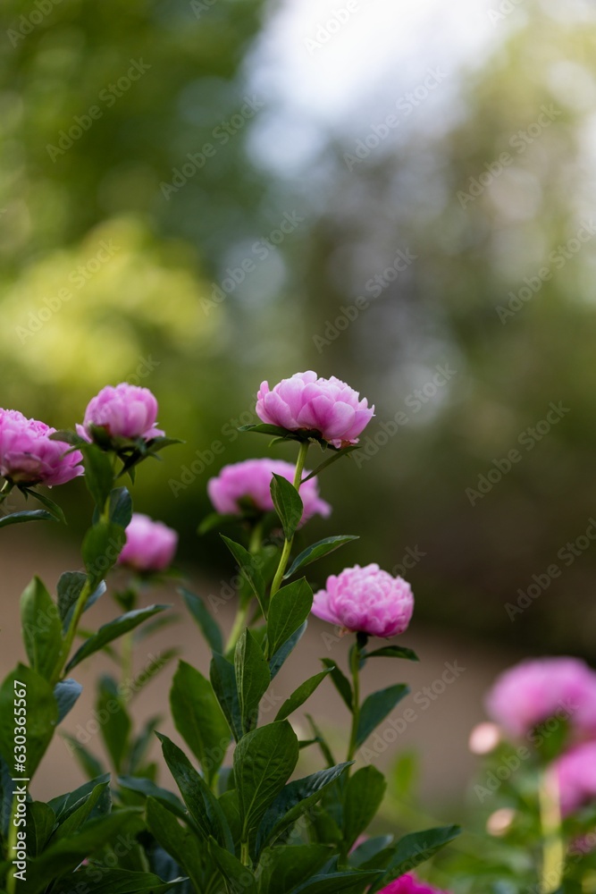 Vertical selective focus shot of blooming pink peonies in a garden Vertical selective focus shot of blooming pink peonies in a garden