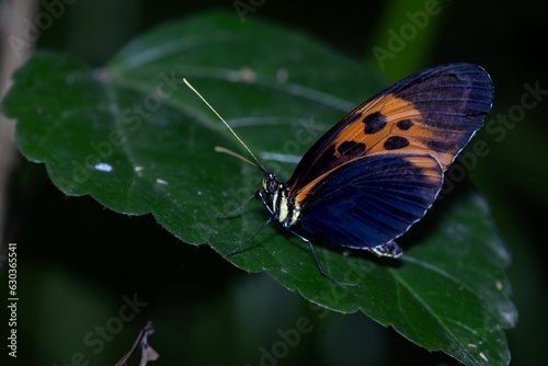Closeup of a tithorea butterfly on leaves in a field with a blurry background photo