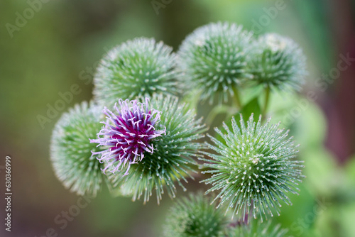 Arctium lappa, greater burdock flowers closeup selective focus