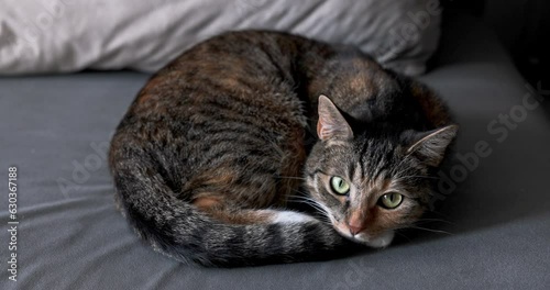 Wallpaper Mural The kitten lies motionless on the bed and looks straight at the camera. Torontodigital.ca