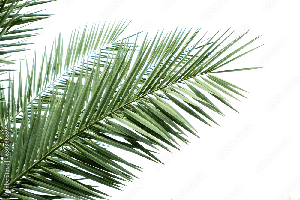 green palm fronds layout for summer and tropical nature concepts. green palm fronds layout for summer and tropical nature concepts.