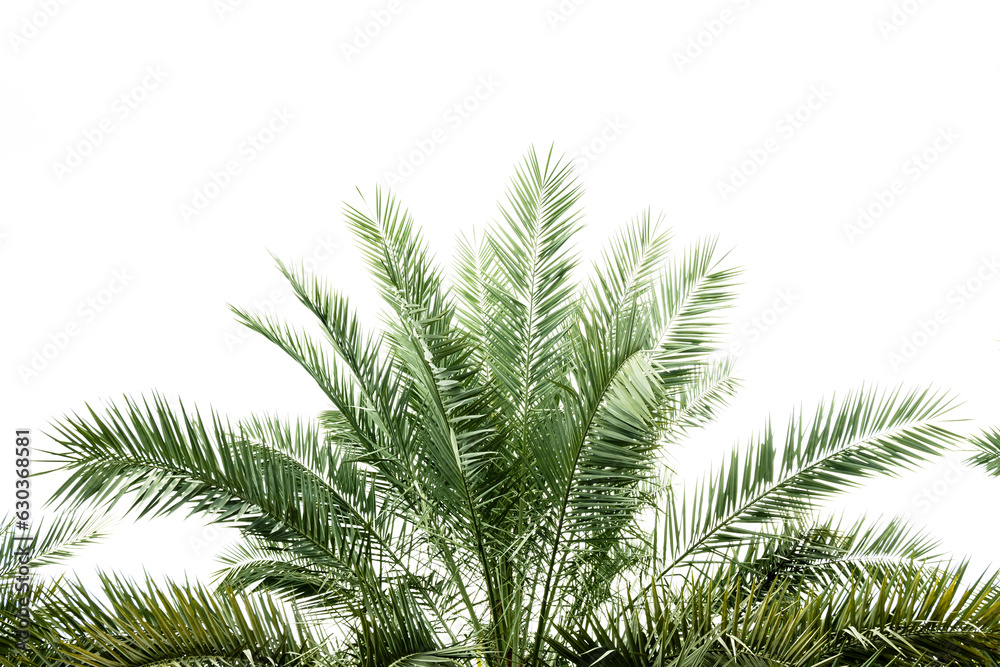 green palm fronds layout for summer and tropical nature concepts. green palm fronds layout for summer and tropical nature concepts.