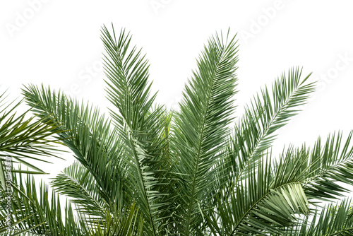 green palm fronds layout for summer and tropical nature concepts. © kowit1982