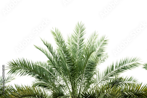 green palm fronds layout for summer and tropical nature concepts.