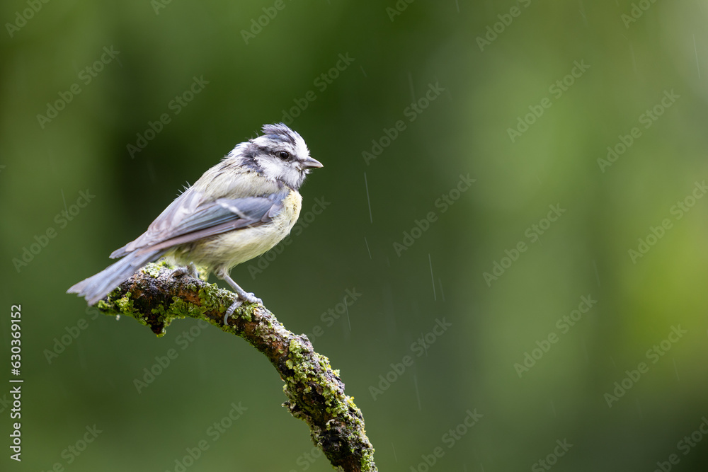 Fototapeta premium Wet looking blue tit (cyanistes caeruleus) perched on wood, Yorkshire, UK, August, Summer