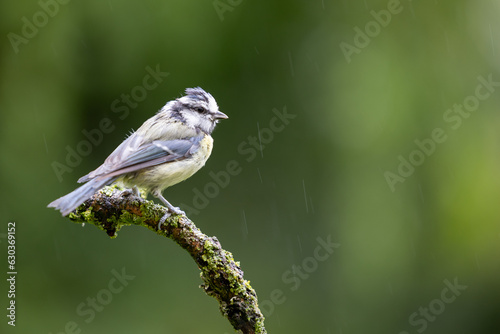 Wet looking blue tit (cyanistes caeruleus) perched on wood, Yorkshire, UK, August, Summer