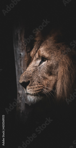 Fototapeta Naklejka Na Ścianę i Meble -  Royal Pride of Lions: Majestic Lion in its Own Territory