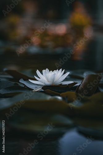 Beautiful water lily blooming atop lush green foliage in a tranquil body of water.