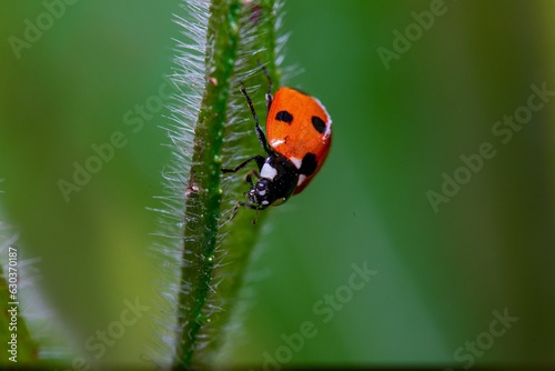 Closeup shot of a red and black ladybird perched atop a green plant.