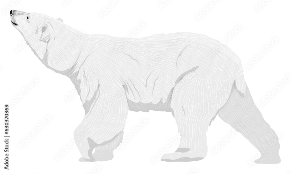 Fototapeta premium The polar bear looks up. Realistic vector animal of the Arctic.