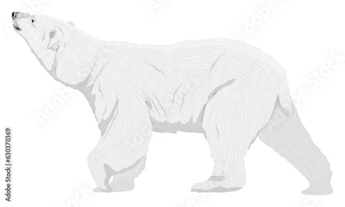 The polar bear looks up. Realistic vector animal of the Arctic.
