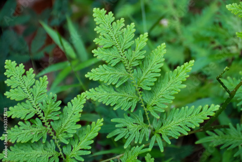 Close up of green leaves of Acacia pennata, Acacia pennata