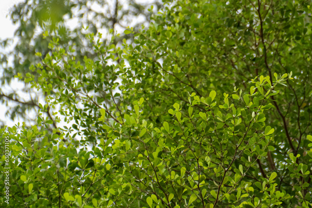 Green leaves on tree in the forest. Natural background and wallpaper. Green leaves on tree in the forest. Natural background and wallpaper.