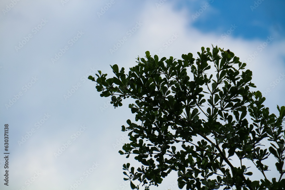 Green leaves and blue sky with white clouds in the morning background. Green leaves and blue sky with white clouds in the morning background.