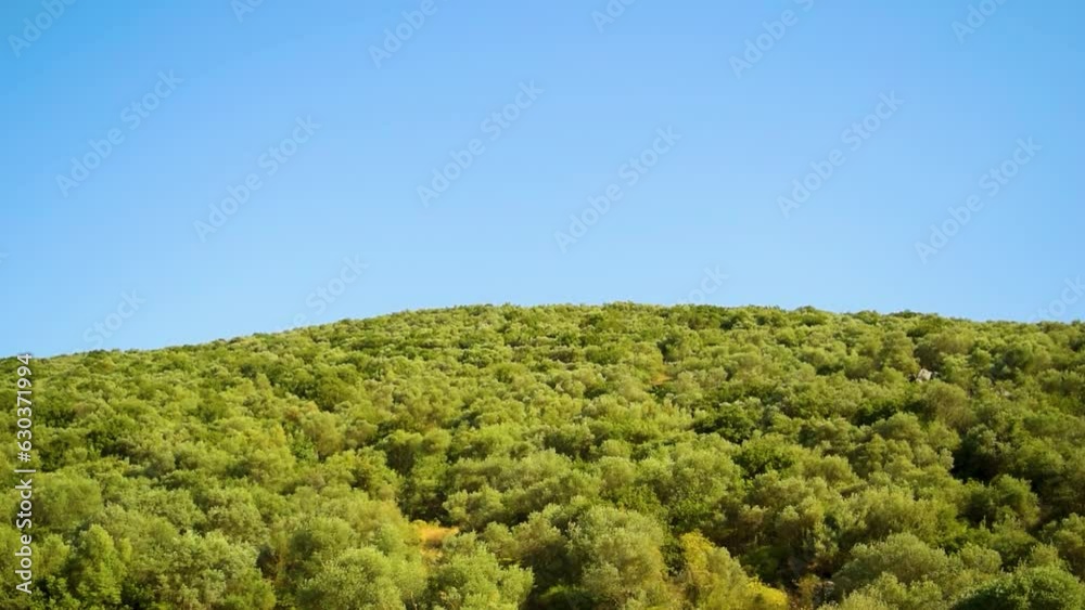 olive trees on the hill olive trees on the hill