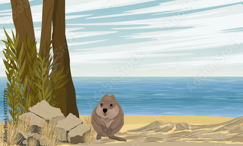 Quokka sits on a sandy beach by the ocean. Coast with dry grass and red stones. Short-tailed scrub wallaby Setonix brachyurus in Australia. Realistic vector landscape