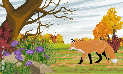 Red fox walks through the autumn meadow. Realistic vector landscape