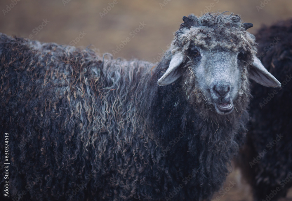 Sheep Portrait. A flock of domestic sheep walks on a muddy pasture. Muzzle sheep. Breeding animals. Isolated shot of a cute domestic sheep with lots of wool. 