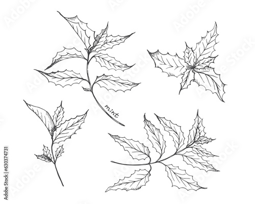 Mint plant hand drawn spearmint leaves. Peppermint tea fragrant leaf, medicinal herb, ingredient for cosmetics.Vector illustration on isolated white background.