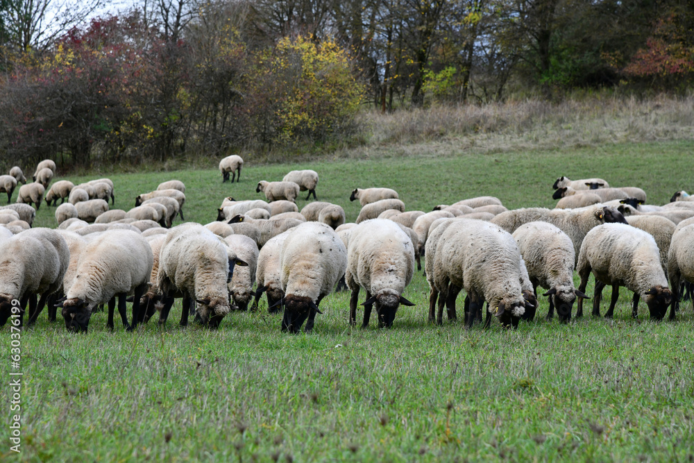 Schafherde in der Rhön - Landschaftspfleger auf 4 Beinen Schafherde in der Rhön - Landschaftspfleger auf 4 Beinen
