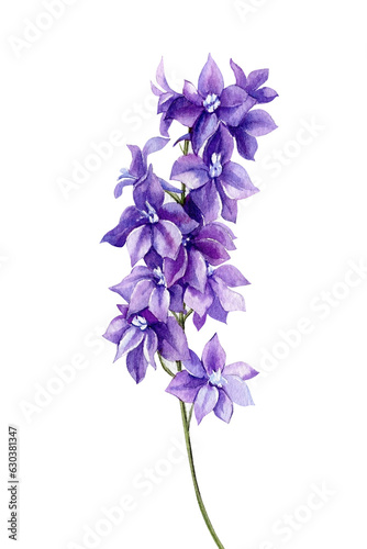 Violet flower. Watercolor hand drawing flower, botanical illustration. Delphinium