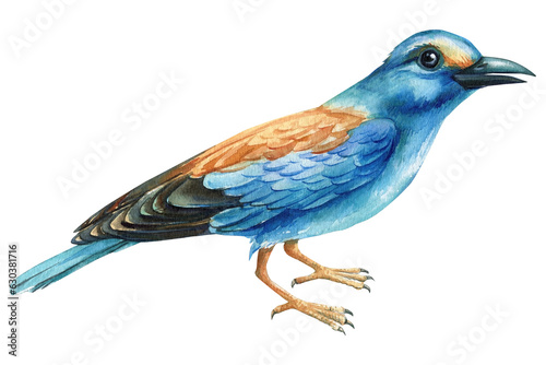 Blue bird, Watercolor hand painted illustration isolated on white background. Roller, Coracias garrulus