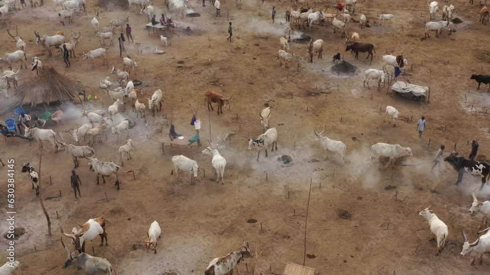 Aerial view of long horns cows in a Mundari camp Terekeka South Sudan