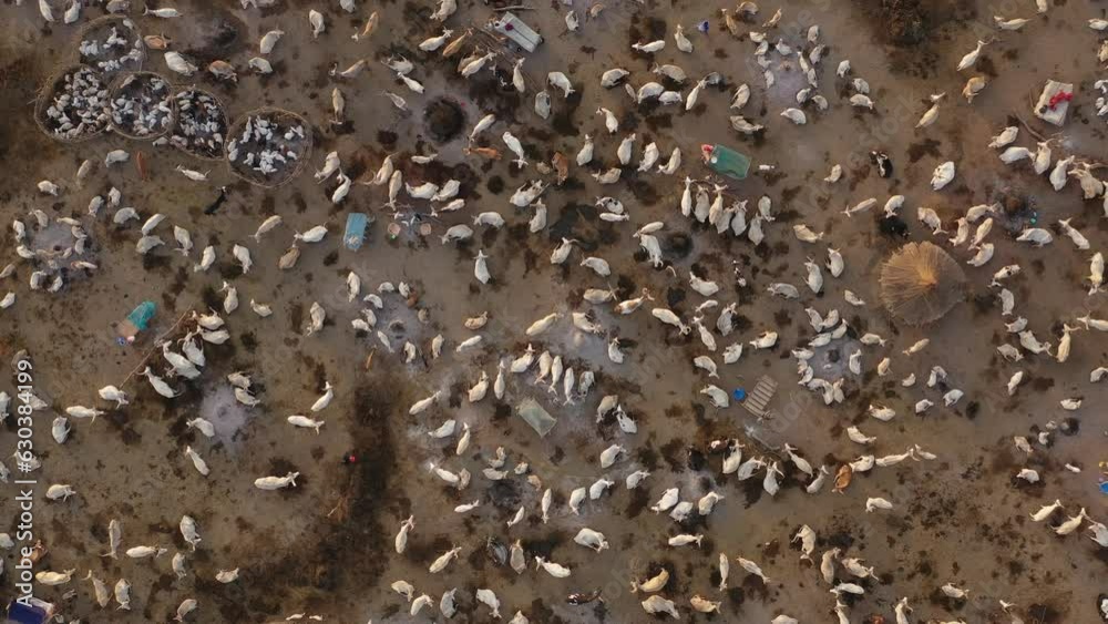 Aerial view of long horns cows in a Mundari camp Terekeka South Sudan