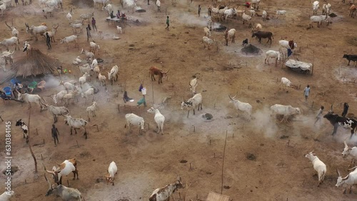 Aerial view of long horns cows in a Mundari camp Terekeka South Sudan photo