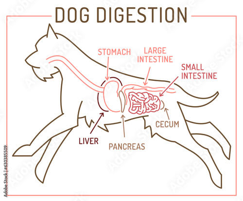 Dog digestion system. Medical scheme. Vector illustration