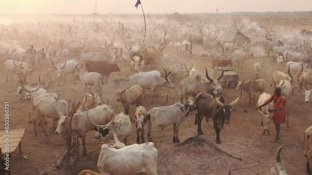 Aerial view of long horns cows in a Mundari camp Terekeka South Sudan
