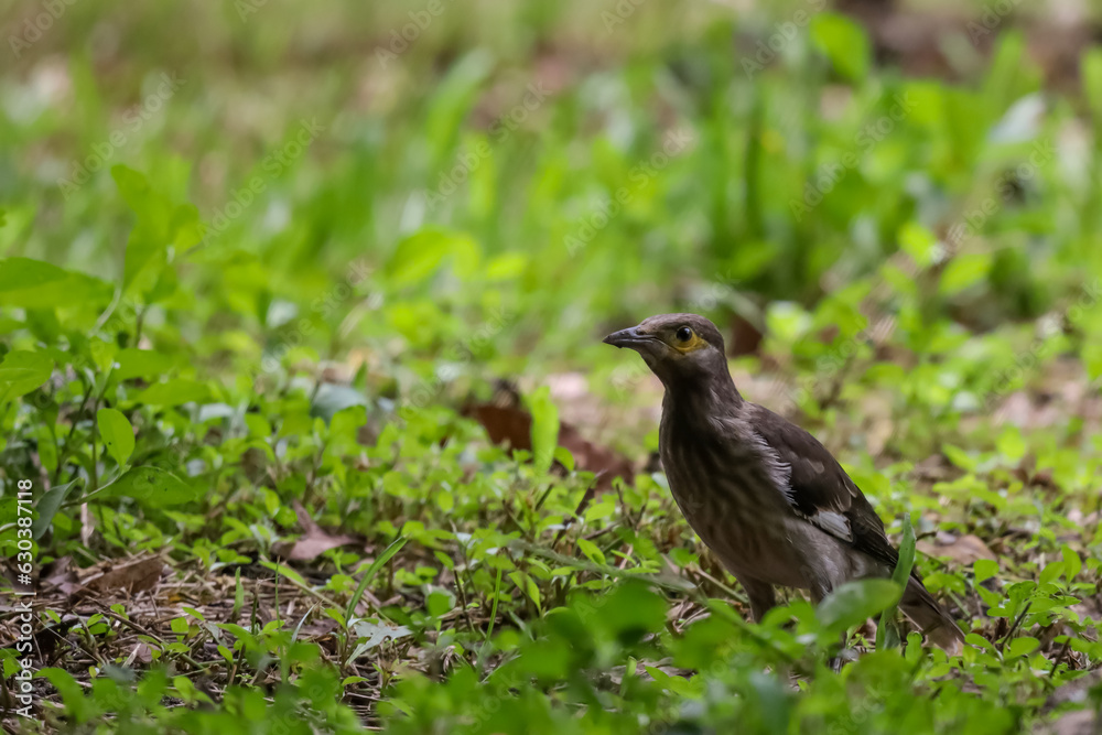 The black bird in the nature garden The black bird in the nature garden
