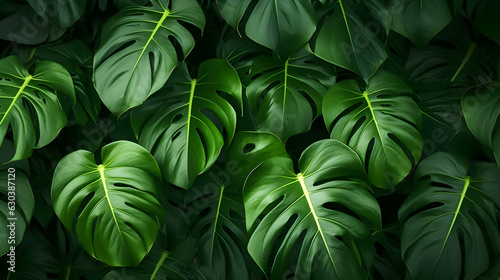 Closeup nature view of tropical green monstera leaf background. Flat lay, fresh wallpaper banner concept.